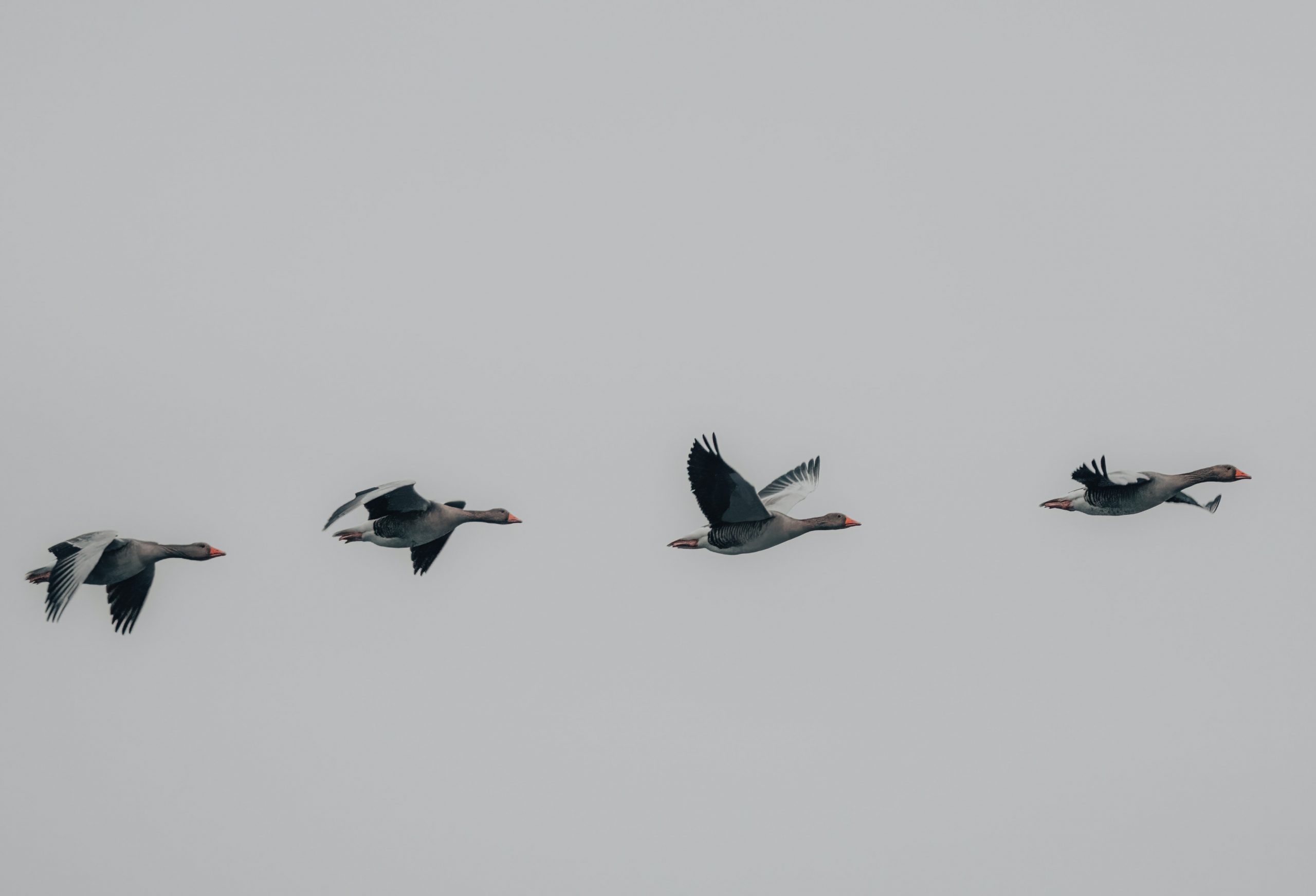 Myth Busted: Do Birds Have Periods? - j6yw4xf